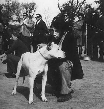 Mancha del Chubut, prv dogo argentino ampin